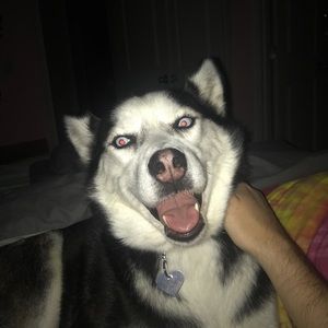 Meet your Posher, Greg